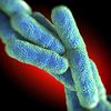 One Dead In New Outbreak Of Legionnaires' Disease In The Bronx